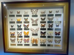 -上海昆虫博物馆