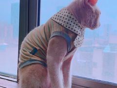 -猫在这儿猫咪咖啡馆·撸猫馆