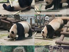 -杭州动物园