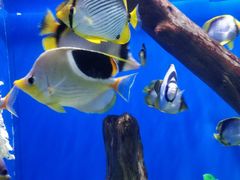 -烟台海昌鲸鲨海洋公园