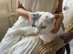 -猫小院猫主题餐厅(南锣旗舰店)