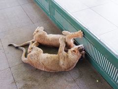 -秦皇岛野生动物园