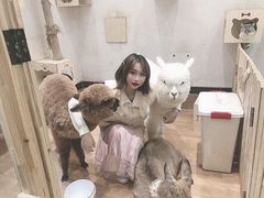 -猫色咖啡·猫咖