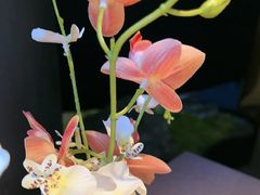 -沅江水·空中花园餐厅(珠江新城雅居乐中心店)