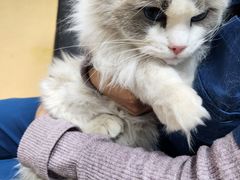 -瑞派天宁宠物医院·猫科·异宠中心