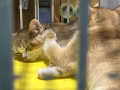 -藏猫猫咖啡主题馆(中央大道店)