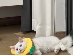 -欣宠猫屋·矮脚拿破仑·蓝金金渐层