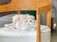 -藏猫猫咖啡主题馆(中央大道店)