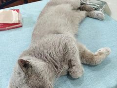 -鼓捣猫呢主题猫咖店