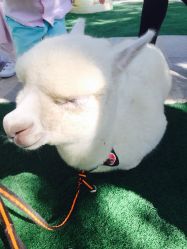 -萌宠亲子动物乐园(槐房万达店)