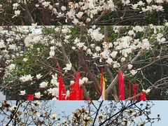 -长春观