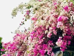 -深圳国际园林花卉博览园