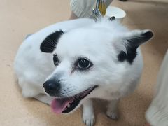 -瑞派·关忠动物医院·猫专科·犬专科(三环新城店)