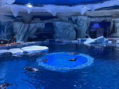 -上海海昌海洋公园