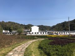-千年银杏谷文化旅游区