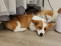 -浣熊柯尔鸭土拨鼠·电玩咖