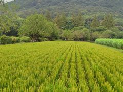 -八卦田遗址公园