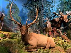 -贝林大翅鲸简餐厅(国家海洋博物馆店)