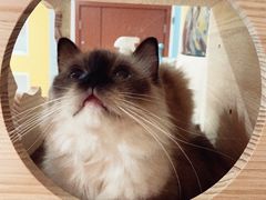 -Bastet sally猫舍购宠(静安店)