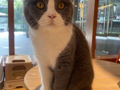 -米乐乖乖猫咪咖啡馆·猫咖(深圳湾后海汇店)