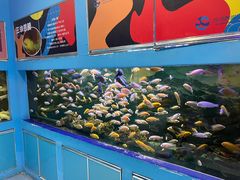 -沙沙哗啦海洋馆(华宇百花谷店)