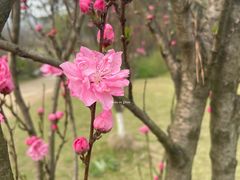 -杭州植物园