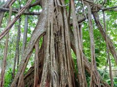 -中国科学院西双版纳热带植物园