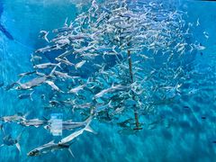 -成都浩海立方海洋公园