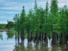 -白鹭湾湿地公园
