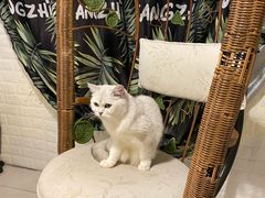 -平行世界·猫咖(首经贸店)