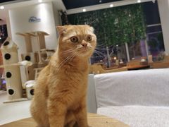 -藏猫猫咖啡主题馆(中央大道店)