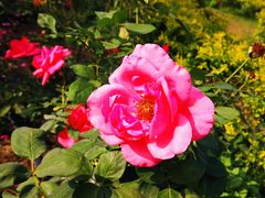 -亚龙湾国际玫瑰谷