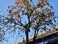 -北京石刻艺术博物馆(五塔寺)