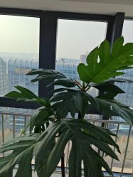 -HEYAN荷妍专业脱毛连锁机构