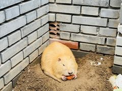 -北京野生动物园