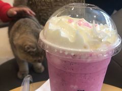 -飞行喵MR PILOT|猫舍·猫咖(静安大融城店)
