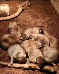 -Zoolung Zoolung动物主题公园(海信广场店)