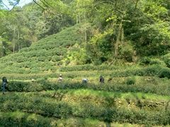 茶园-龙井村