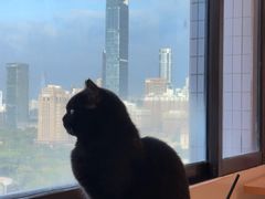 -有喵·猫咖·狗咖·30几只猫10只小狗(岗厦店)