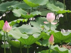 -荔湾湖公园
