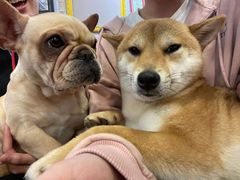 -柯斗斗主题餐厅·狗咖·围炉煮茶·茶饮(国瑞升平里店)