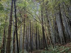 -杭州半山国家森林公园