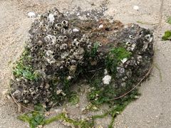 -北海金海湾红树林生态旅游区