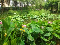 -陈家山荷花公园