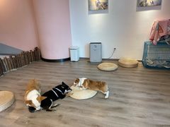 -浣熊柯尔鸭土拨鼠·电玩咖