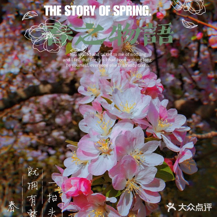 🌸京城赏花攻略|北土城地铁口,让你免费拥抱海棠花海🌷