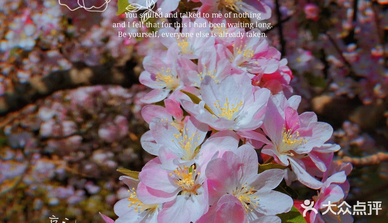 🌸京城赏花攻略|北土城地铁口，让你免费拥抱海棠花海🌷