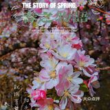 🌸京城赏花攻略|北土城地铁口，让你免费拥抱海棠花海🌷