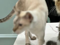 -安格丽娜·狗咖·猫咖羊驼咖(春熙路百盛商场店)