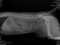 -艾贝尔宠物诊疗